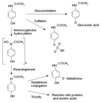 tylenol metabolism acetaminophen paracetamol reactions action molecule drugs involved cox